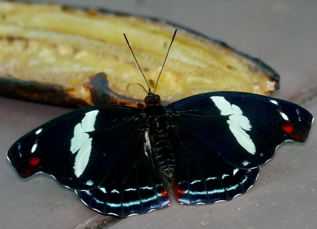 Catonephele numilia junto a una banana