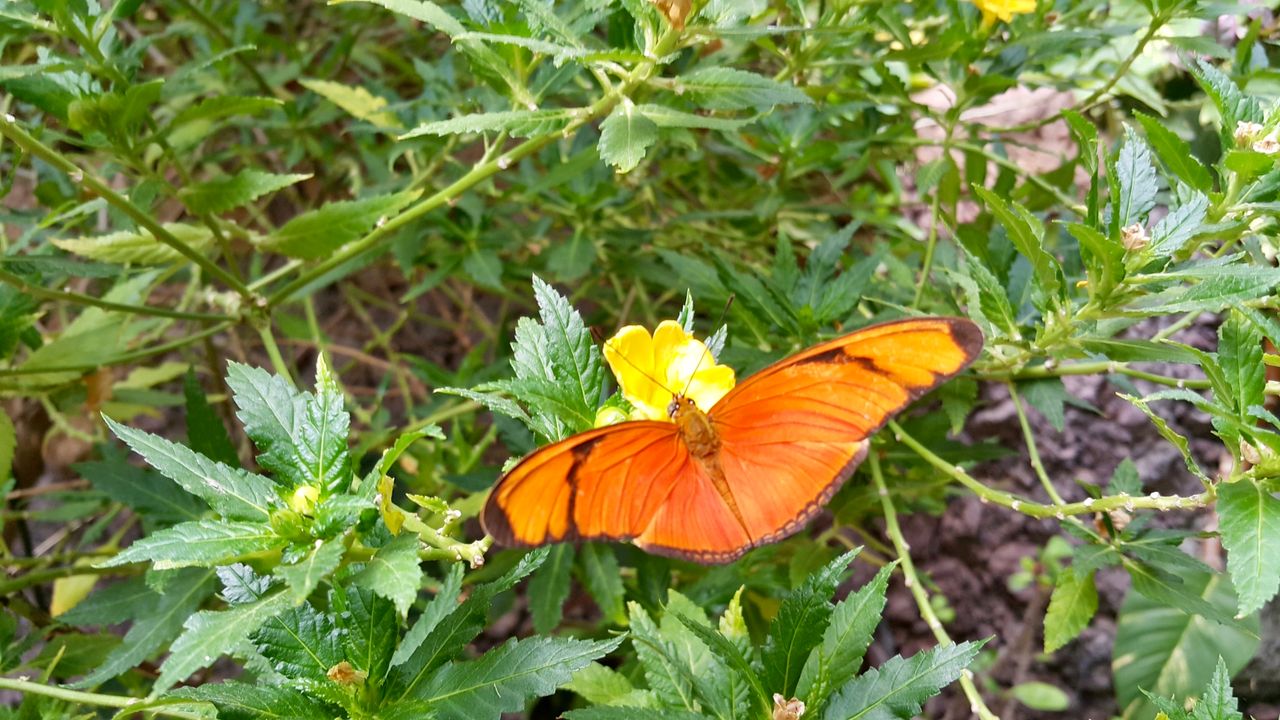 Dryas iulia posada sobre una flor