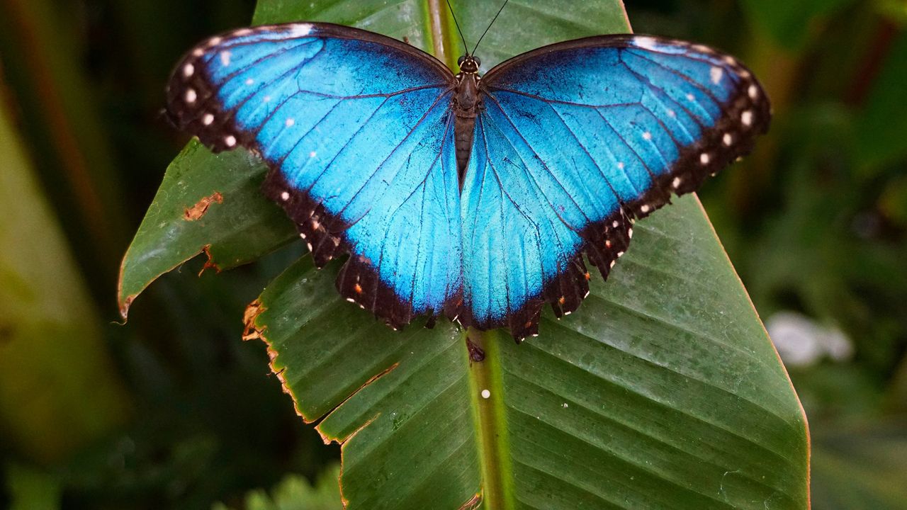 Mariposa azul sobre hoja tropical