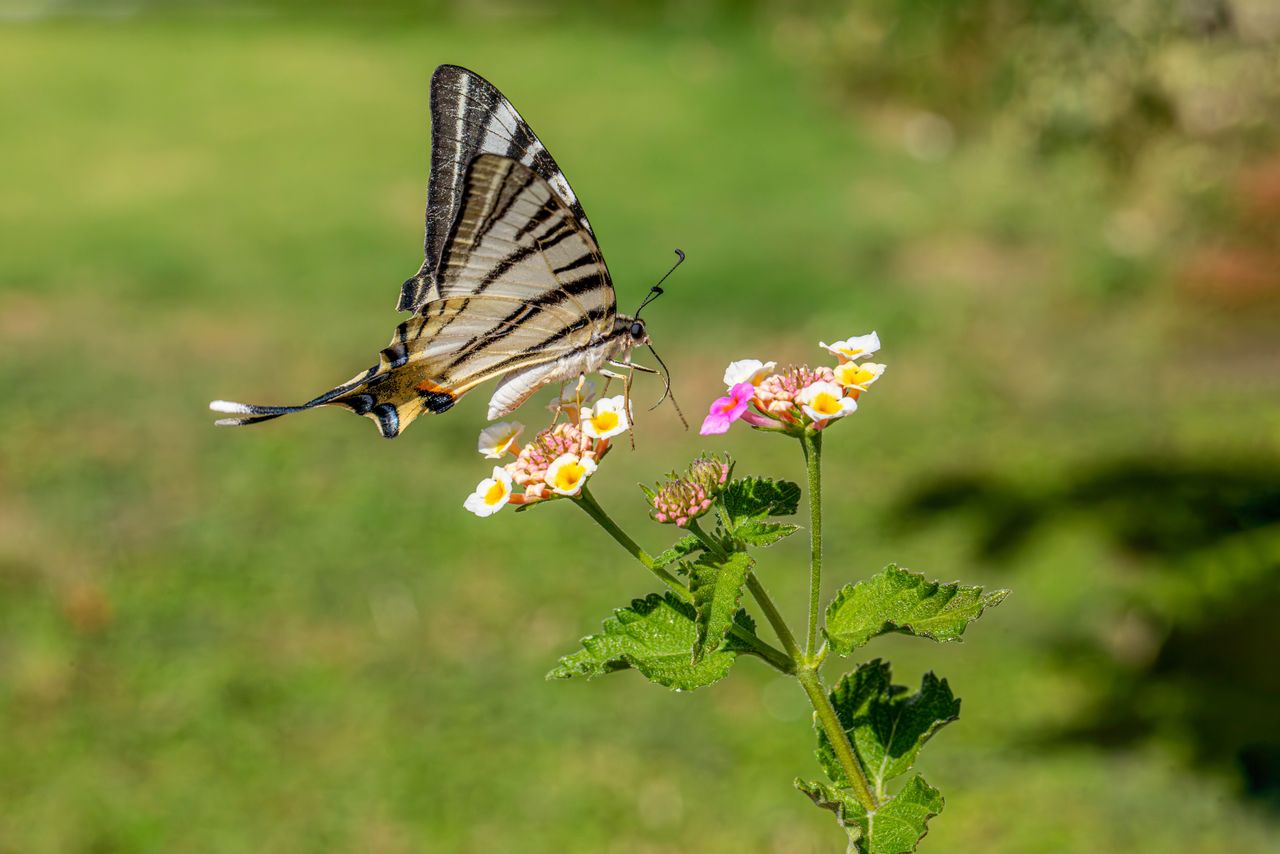 Mariposa de cola larga volando entre flores