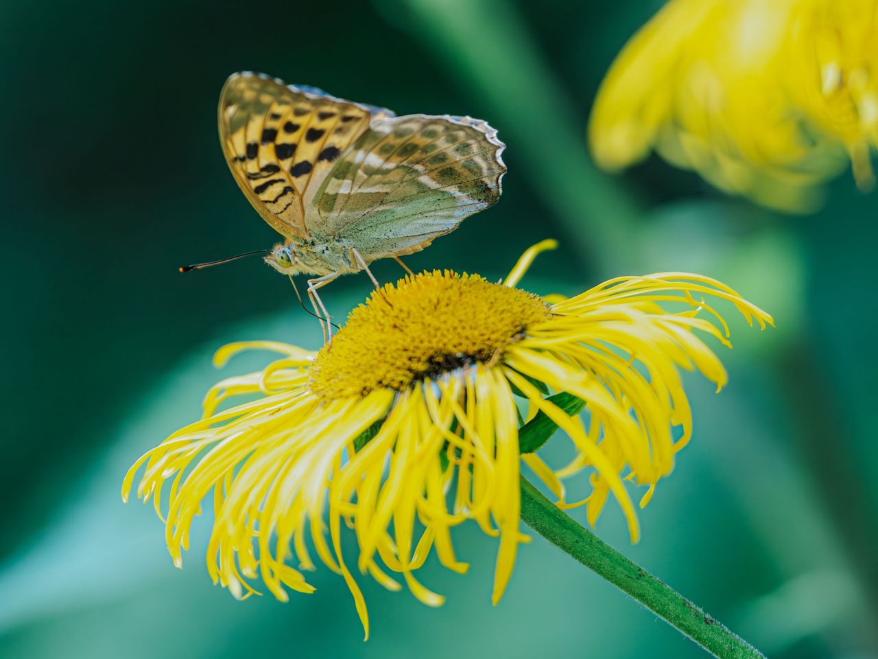 ¿Por qué son importantes las mariposas?