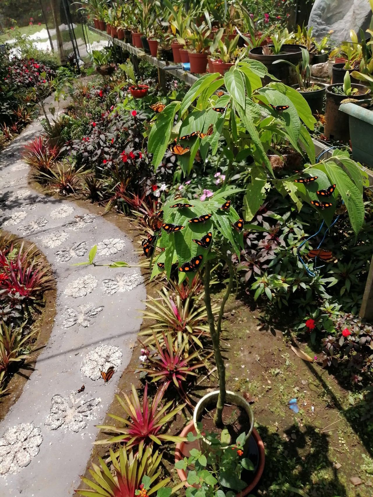 El Jardín de Mariposas La Paz en Bajo La Paz, San Ramón