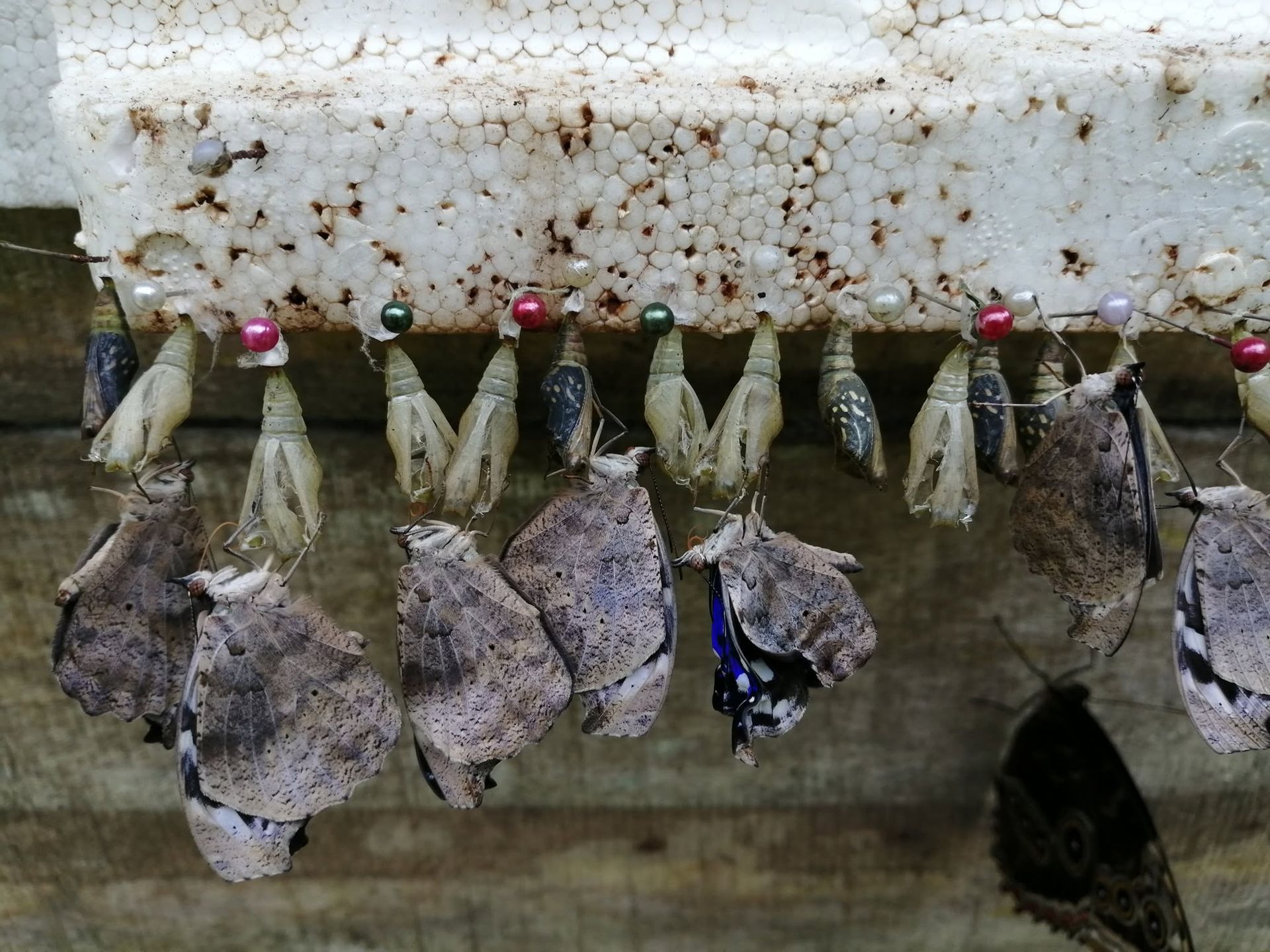 El Jardín de Mariposas La Paz en Bajo La Paz, San Ramón