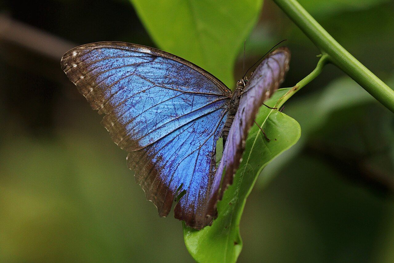 Morpho helenor con las alas azules abiertas sobre vegetación